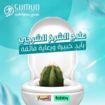الشرخ الشرجي